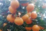 南寧柑橘苗種植技術_廣西8月份柑橘生長處于什么階段