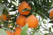 柑橘定根水種植技術(shù)_青皮蜜桔的種植技術(shù)是什么 柑橘定根水種植技術(shù)_青皮蜜桔的種植技術(shù)是什么