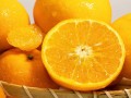 柑橘當年春梢成花關鍵影響因素解析與促花調控技術探討