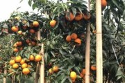 一線柑橘種植技術(shù)_大葉早熟柑橘怎么種植 一線柑橘種植技術(shù)_大葉早熟柑橘怎么種植