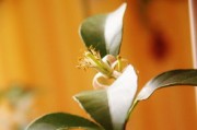 家中為何不能種橘子樹(shù)桂花樹(shù)原因（家里能不能種橘子樹(shù)）
