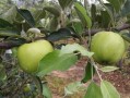 沃柑就耙耙柑嗎（沃柑和耙耙柑營(yíng)養(yǎng)價(jià)值）