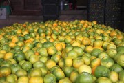 華寧柑橘種植技術_2021年華寧柑橘節(jié)是哪天