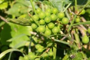 脆皮金桔果怎么種植（脆皮金桔果怎么種植視頻）