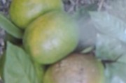 柑橘土里種植技術(shù)_柑橘爛果子能甩地里嗎 柑橘土里種植技術(shù)_柑橘爛果子能甩地里嗎