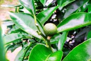 柑橘樹的種植技術視頻_柑橘2毛5都賣不出去而傾倒在國道盤在桂林