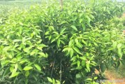 柑橘2月份種植技術(shù)_柑橘樹苗什么時候種植最好 柑橘2月份種植技術(shù)_柑橘樹苗什么時候種植最好
