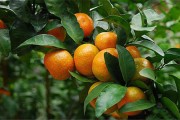 一棵柑橘種植技術(shù)_柑橘在什么時(shí)候嫁接 一棵柑橘種植技術(shù)_柑橘在什么時(shí)候嫁接