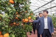 柑橘農(nóng)場(chǎng)種植技術(shù)_如何做到在一年內(nèi)開花掛果兩次 柑橘農(nóng)場(chǎng)種植技術(shù)_如何做到在一年內(nèi)開花掛果兩次