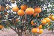 紅美人柑橘種植技術(shù)全過(guò)程_麗紅柑橘畝產(chǎn)