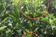 貢柑橘種植技術(shù)_如何管理才能讓柑橘長(zhǎng)的更好 貢柑橘種植技術(shù)_如何管理才能讓柑橘長(zhǎng)的更好