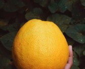 柑橘采摘技術規(guī)范（柑橘采收）
