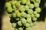 云南正宗沃柑橘：高原陽(yáng)光自然熟成，皮薄肉嫩清甜多汁