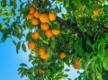 丑八怪橘子樹苗哪里買正宗（丑八怪橘子種植技術(shù)）