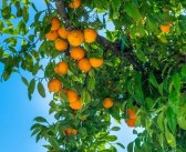 四川哪里柑橘種植多？探秘川南川東主產(chǎn)區(qū)分布與特色