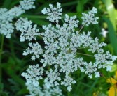 柑橘樹(shù)旺不開(kāi)花怎么辦（柑橘樹(shù)旺不開(kāi)花怎么辦視頻）