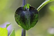 柑橘發(fā)芽期打什么農(nóng)藥？科學防治病蟲害要點解析