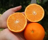 重慶柑橘如何種植技術與管理_2021年南方桔子的產(chǎn)量