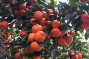 柑橘種植技術及投資_種500顆柑橘樹一年大概要投資多少錢