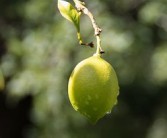 柑橘施水肥幾天可以吸收（柑橘施水肥幾天可以吸收營(yíng)養(yǎng)）