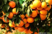 抗寒耐凍的柑橘品種_鵝柑和沃柑的區(qū)別 抗寒耐凍的柑橘品種_鵝柑和沃柑的區(qū)別