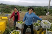 湖南柑橘種植技術(shù)和管理_湖南張家界可以種沃柑嗎 湖南柑橘種植技術(shù)和管理_湖南張家界可以種沃柑嗎