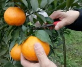 柑橘春見(jiàn)種植技術(shù)圖解_我國(guó)柑橘哪種銷售量最好
