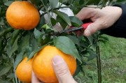 柑橘春見種植技術圖解_我國柑橘哪種銷售量最好