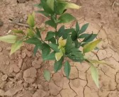 柑橘脫毒方法_還有哪些適合種植的經(jīng)濟(jì)作物