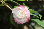 象山晴姬柑橘苗：優(yōu)質(zhì)培育技術(shù)與豐收之選種植全解析