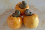 青皮柑果什么水果？揭秘其品種特性與獨(dú)特營(yíng)養(yǎng)價(jià)值解析