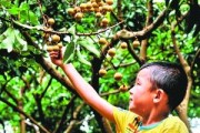 佛山柑橘種植技術(shù)采購_當今還有真正意義上的武林高手嗎