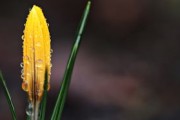 新會(huì)柑一線產(chǎn)區(qū)排序：核心產(chǎn)區(qū)分級(jí)解析與種植分布指南