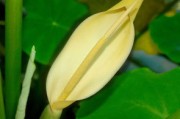 柑橘先有花還先有梢？揭秘果樹生長(zhǎng)周期的關(guān)鍵奧秘
