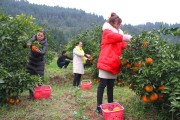 創(chuàng)業(yè)柑橘種植技術(shù)_古巴人的生活水平已經(jīng)達到什么程度了