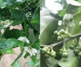 柑橘種植?；ū９夹g(shù)_柑橘二保還需要配九二0嗎