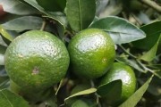 柑橘的主要病蟲害防治技術(shù)_柑橘種植遇到的4病8害