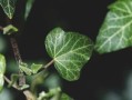 柑橘根系發(fā)達(dá)奧秘解析：科學(xué)栽培技術(shù)助力果樹茁壯成長(zhǎng)