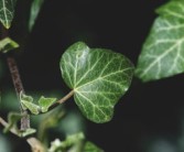 柑橘根系發(fā)達(dá)奧秘解析：科學(xué)栽培技術(shù)助力果樹(shù)茁壯成長(zhǎng)