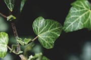 柑橘接穗發(fā)芽還能嫁接嗎？關(guān)鍵技巧與嫁接時(shí)機(jī)深度解析