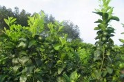 柑橘種植新技術(shù)圖冊_武漢沃柑種植技術(shù) 柑橘種植新技術(shù)圖冊_武漢沃柑種植技術(shù)