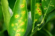 6月份柑橘病蟲(chóng)害防治技術(shù)_柑橘的蟲(chóng)害紅蜘蛛用什么藥防治更好