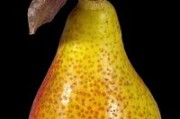 川津五號樹苗種植全攻略：如何培育高產(chǎn)優(yōu)質(zhì)果樹新品種