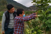 沿海柑橘種植技術(shù)_為什么發(fā)展卻不如中部地區(qū) 沿海柑橘種植技術(shù)_為什么發(fā)展卻不如中部地區(qū)