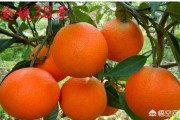 日本柑橘種植技術(shù)視頻_愛(ài)媛58號(hào)柑桔品種簡(jiǎn)介 日本柑橘種植技術(shù)視頻_愛(ài)媛58號(hào)柑桔品種簡(jiǎn)介