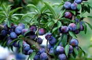 廣西早熟柑橘種植技術(shù)_廣西百香果什么時(shí)候成熟 廣西早熟柑橘種植技術(shù)_廣西百香果什么時(shí)候成熟