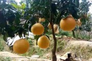 摩洛哥柑橘種植技術(shù)_摩洛哥農(nóng)業(yè)的代表植物 摩洛哥柑橘種植技術(shù)_摩洛哥農(nóng)業(yè)的代表植物