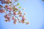 柑橘樹(shù)農(nóng)藥打十個(gè)小時(shí)下雨（柑橘樹(shù)農(nóng)藥打十個(gè)小時(shí)下雨怎么辦）