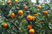 柑橘種植技術(shù)愛(ài)媛_愛(ài)媛38號(hào)愛(ài)媛42號(hào)春見不知火和沃柑的開花時(shí)間分別是什么時(shí)候