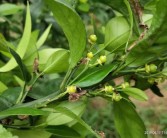 幼果柑橘種植技術(shù)_柑橘?；ㄓ檬裁此? title=